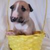 AKC English Bull terrier puppies