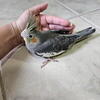 Tamed Baby Cockatiel Birds