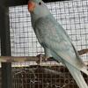 Young Blue Opaline Indian ringneck