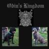 ICCF Cane Corso puppies! Champion bloodlines