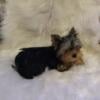 19 Week Old Small AKC Female Yorkie Pup For Sale  $1,500