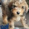 Bernadoodle Pups beautiful and ready to go!