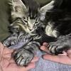 Majestic Maine Coon Kittens Available in Kentucky