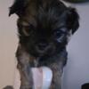 Teacup - Malchi (Chihuahua and Maltese mix puppies) - Ready to go!