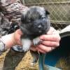  Norwegian elkhound