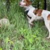 AKC Brittany Pups