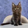 Black Smoke Maine Coon Kitten Female - Delivery Available