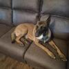 Puppies For Sale