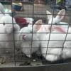 5 REW New Zealand Rabbits born Mothers Day