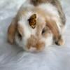 Holland lop bunnies looking for homes