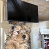 Yorkie male