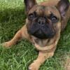 FRENCH bulldog for SALE