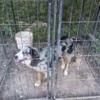 Young female Australian shepherd