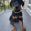 European Doberman Puppy Male Yellow Collar