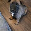 Purebred Belgian Malinois Pups