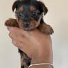 Adorable Yorkie Puppies – Ready for Loving Homes!
