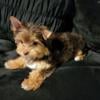 Not for sale Chocolate Yorkie stud fee  1500.00