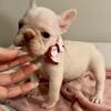 French bulldog females