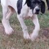 Akc full Euro female piebald pup