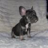 AKC Registered French Bulldogs