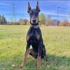 Doberman Pinscher (male, 9 months old)