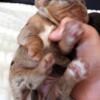 Cavalier King Charles Spaniel Puppies AKC (Marley's)