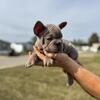 French Bull Dog Puppies