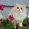 cream tabby bi color Persian kitten