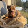 Olde English Bulldogge Puppies 