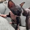 Sphynx Kitten Adoption Announcement!