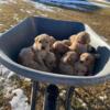 AKC Golden Retriever puppies.