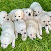 Beautiful solid white Lab / Pyrenees Puppies 8 week old