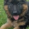 AKC German Shepherd puppy  AKC Registered Champion