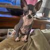 Beautiful Sphynx ready now!!💕❤️
