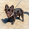 AKC Chocolate Fluffy French Bulldog for Stud