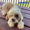 Cavapoo Male, Coastalpawsandclaws.com