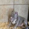 AMERICAN BULLIES MICRO/NANO