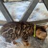 Bengal kittens