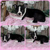 Boston Terrier puppies