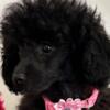 CKC Toy and Miniature Poodle Puppies