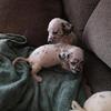 Dalmatian puppies