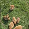 Flemish Giant Rabbits