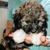 Yorkiepoo puppy
