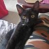 Kitten For Sale