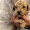 F1b cavapoos for sale