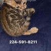 Bengal kitten Female