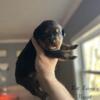 Rottweiler Puppies born 1/18/24 (all sold)