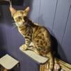 Unaltered male and female bengal cats Registered with all paperwork male and female about a year old