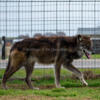 95% High Content Wolfdog Litter April 2025 - Hand Raised - Parents Embarked and OFA Health Tested
