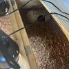 Sulcata Tortoise and enclosure